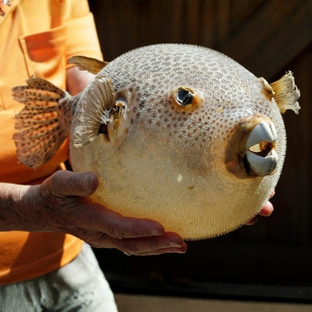 Fugu